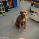 Dog doesn't want to play with frisbee