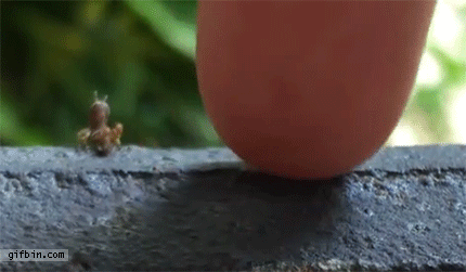 Baby grasshopper high-five