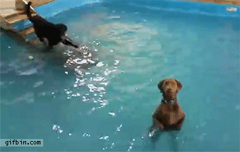 http://www.gifbin.com/bin/052015/1432878639_dogs_standing_in_swimming_pool.gif