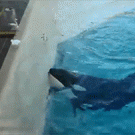 Killer whale uses bait to hunt bird
