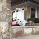 Pomeranian faceplant in slow-motion