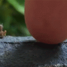 Baby grasshopper high-five