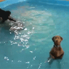 Dogs standing in swimming pool