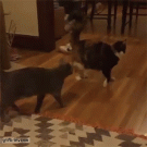 Cat's impressive evasive maneuver