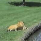 Great Dane rolls into water
