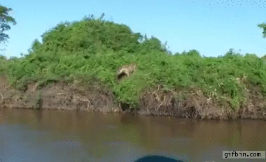 jaguar-jumps-into-river-to-catch-cayman.gif