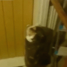 Cat has owl neck