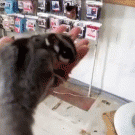 Sugar glider flies in front of fan