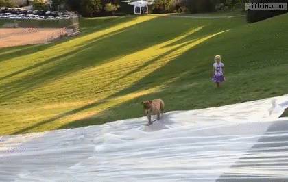 dog-gets-hit-on-the-slip-39-n-slide.gif