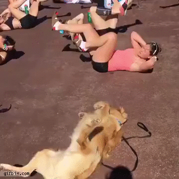 Dog working out with women