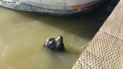 [Зображення: sea-lion-drags-girl-into-water.gif]
