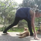 Cat startled by girl's yoga fall