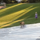 Dog gets hit on the slip 'n slide