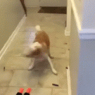 Dog vs. nerf turret