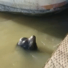 Sea lion drags girl into water