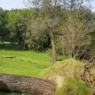 Tree cutter catapult