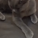 Cat activates claws