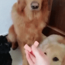 Golden retriever offers treats to friends