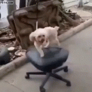 Dog spinning on chair