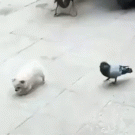 Puppy playing with pigeon