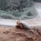 Snail watching rally