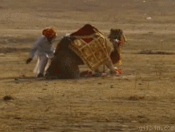 1244731565_gifbin-owned-by-camel.gif