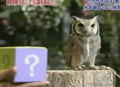1245929565_owl-vs-puppet.gif