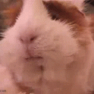 GUINEA PIG om nom