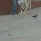 Cat hunting disappointment