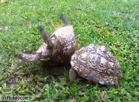 Turtle helps friend