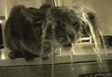 1276595878_cat-tap-shower.gif