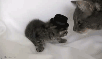 http://www.gifbin.com/bin/062010/1276705352_kitten-wearing-a-hat-gets-slapped.gif
