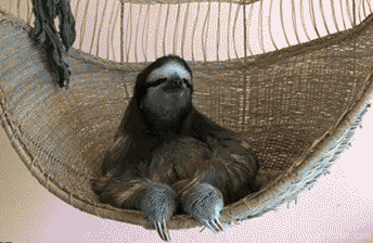 1276852649_chilling-sloth
