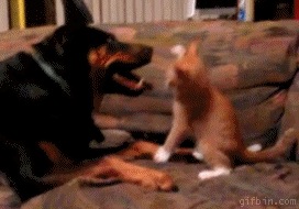 Kitten vs. dog