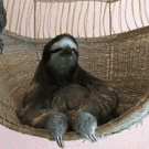Chilling sloth