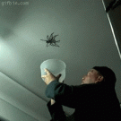 Huge spider on the ceiling 