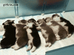 1307553170_puppies_chain_reaction_wakeup