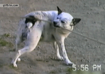 1308067519_dog_scratches_itself_with_rope.gif