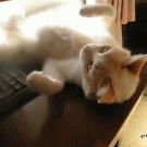 Cat falls off table like a boss