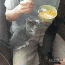 Kitten wants cereal