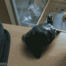 Bird pushes turtle off the table