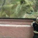 Lioness tries to eat baby at the zoo