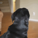 Dramatic dog