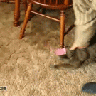 Cat with post-it on its face