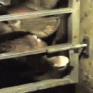 Clever cow makes an escape