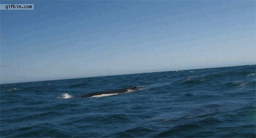 How To Flip Cars >> Whale Blows Rainbow Out Blowhole | Best Funny Gifs Updated Daily How To Flip Cars >> Whale Blows Rainbow Out Blowhole | Best Funny Gifs Updated Daily