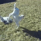 Goat walks on front legs