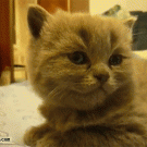 Kitten suddenly falls asleep