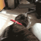 Kitten keeps falling asleep
