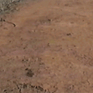 Cats roll on the ground